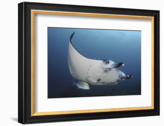 A Reef Manta Ray Swimming in Komodo National Park, Indonesia-Stocktrek Images-Framed Photographic Print