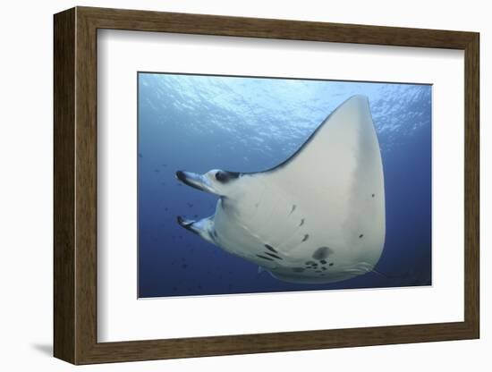 A Reef Manta Ray Swimming in Komodo National Park, Indonesia-Stocktrek Images-Framed Photographic Print