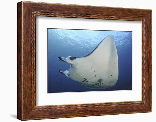 A Reef Manta Ray Swimming in Komodo National Park, Indonesia-Stocktrek Images-Framed Photographic Print