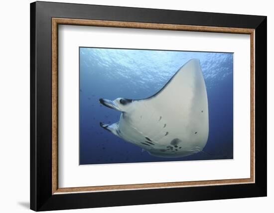 A Reef Manta Ray Swimming in Komodo National Park, Indonesia-Stocktrek Images-Framed Photographic Print