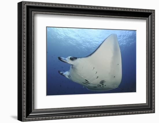 A Reef Manta Ray Swimming in Komodo National Park, Indonesia-Stocktrek Images-Framed Photographic Print