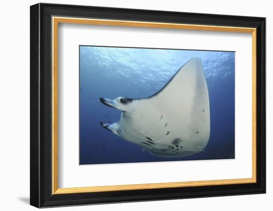 A Reef Manta Ray Swimming in Komodo National Park, Indonesia-Stocktrek Images-Framed Photographic Print