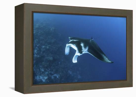 A Reef Manta Ray Swims Past a Coral Reef in the Solomon Islands-Stocktrek Images-Framed Premier Image Canvas