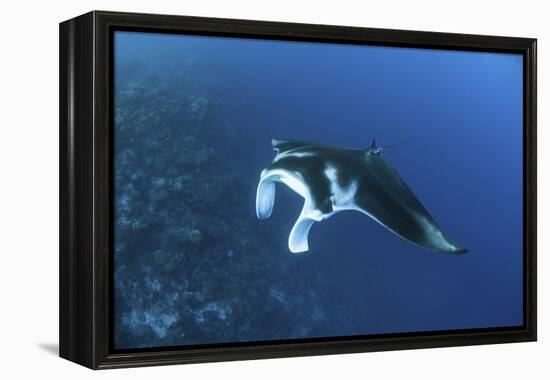 A Reef Manta Ray Swims Past a Coral Reef in the Solomon Islands-Stocktrek Images-Framed Premier Image Canvas