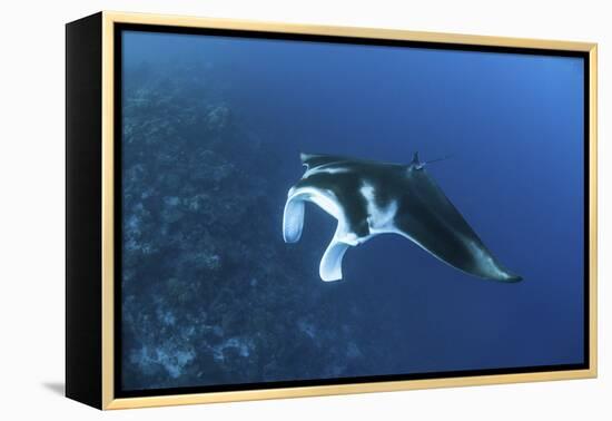 A Reef Manta Ray Swims Past a Coral Reef in the Solomon Islands-Stocktrek Images-Framed Premier Image Canvas