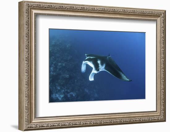 A Reef Manta Ray Swims Past a Coral Reef in the Solomon Islands-Stocktrek Images-Framed Photographic Print