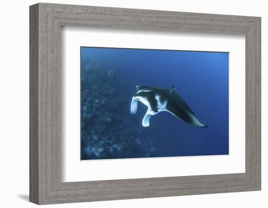 A Reef Manta Ray Swims Past a Coral Reef in the Solomon Islands-Stocktrek Images-Framed Photographic Print