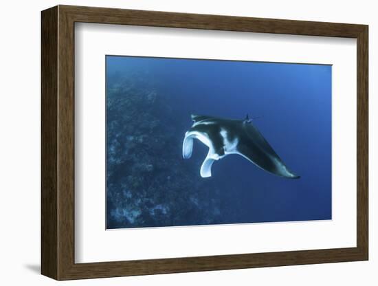 A Reef Manta Ray Swims Past a Coral Reef in the Solomon Islands-Stocktrek Images-Framed Photographic Print