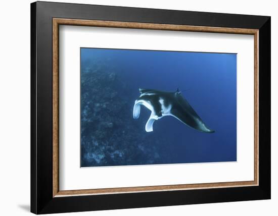 A Reef Manta Ray Swims Past a Coral Reef in the Solomon Islands-Stocktrek Images-Framed Photographic Print