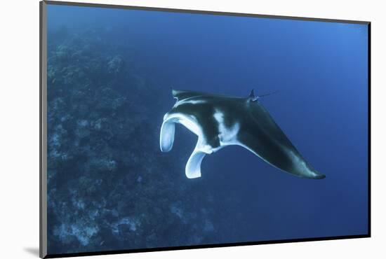 A Reef Manta Ray Swims Past a Coral Reef in the Solomon Islands-Stocktrek Images-Mounted Photographic Print