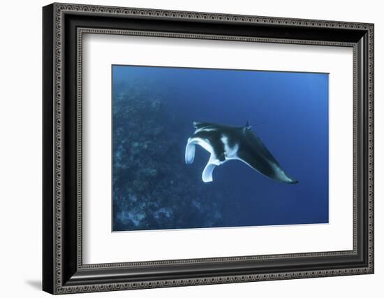 A Reef Manta Ray Swims Past a Coral Reef in the Solomon Islands-Stocktrek Images-Framed Photographic Print