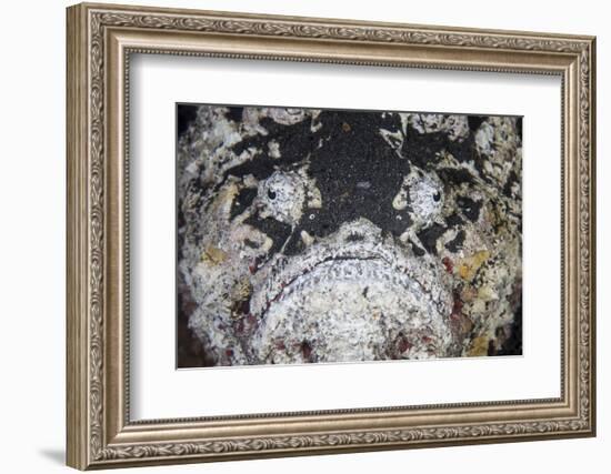 A Reef Stonefish Blends into its Underwater Surroundings-Stocktrek Images-Framed Photographic Print
