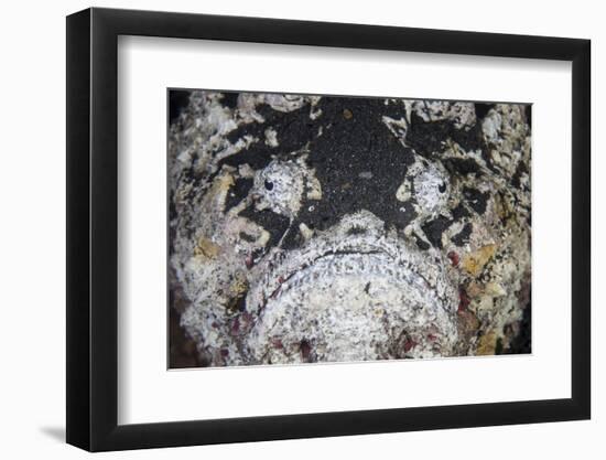 A Reef Stonefish Blends into its Underwater Surroundings-Stocktrek Images-Framed Photographic Print