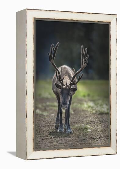 A Reindeer or Caribou Standing in Grass Wary-Sheila Haddad-Framed Premier Image Canvas