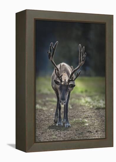 A Reindeer or Caribou Standing in Grass Wary-Sheila Haddad-Framed Premier Image Canvas