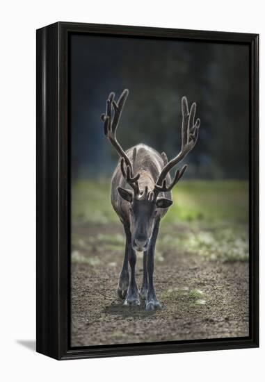 A Reindeer or Caribou Standing in Grass Wary-Sheila Haddad-Framed Premier Image Canvas