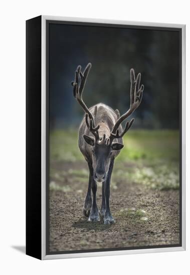 A Reindeer or Caribou Standing in Grass Wary-Sheila Haddad-Framed Premier Image Canvas