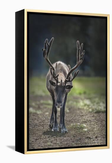 A Reindeer or Caribou Standing in Grass Wary-Sheila Haddad-Framed Premier Image Canvas