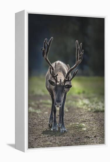 A Reindeer or Caribou Standing in Grass Wary-Sheila Haddad-Framed Premier Image Canvas