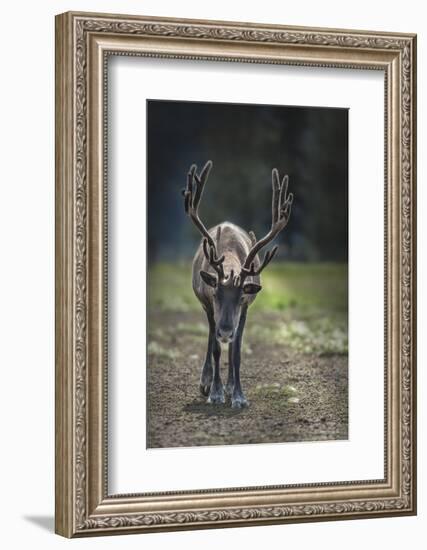 A Reindeer or Caribou Standing in Grass Wary-Sheila Haddad-Framed Photographic Print