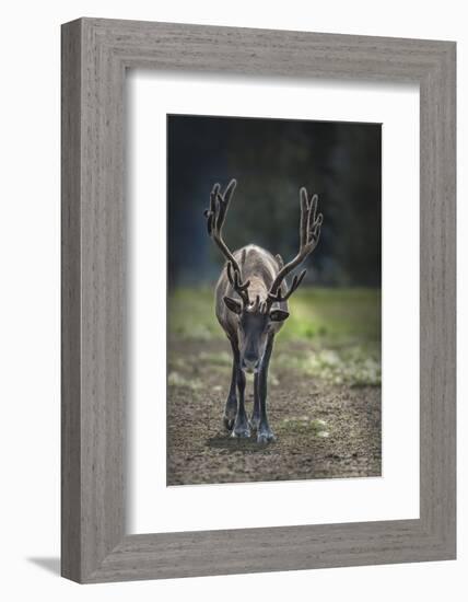 A Reindeer or Caribou Standing in Grass Wary-Sheila Haddad-Framed Photographic Print