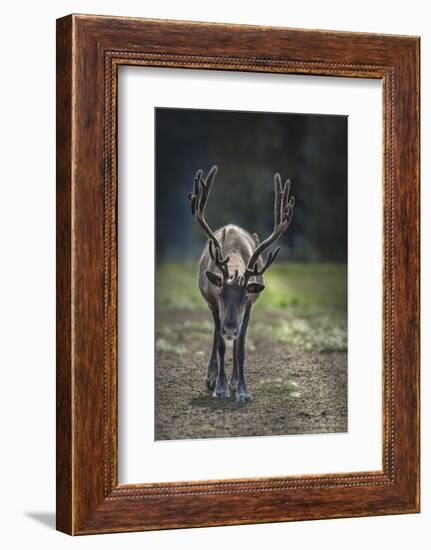 A Reindeer or Caribou Standing in Grass Wary-Sheila Haddad-Framed Photographic Print