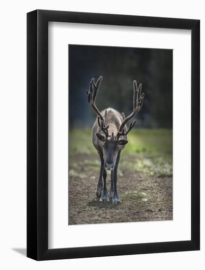 A Reindeer or Caribou Standing in Grass Wary-Sheila Haddad-Framed Photographic Print