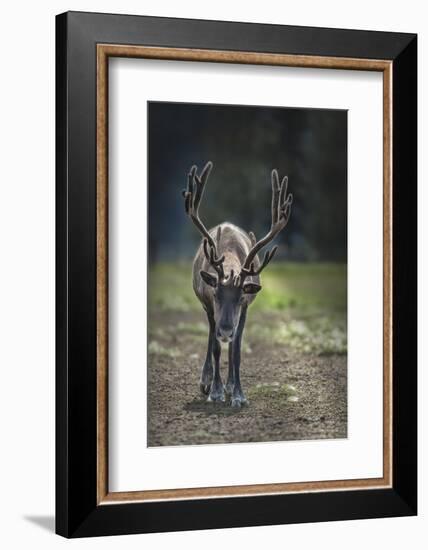 A Reindeer or Caribou Standing in Grass Wary-Sheila Haddad-Framed Photographic Print