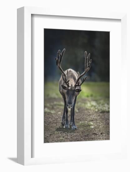 A Reindeer or Caribou Standing in Grass Wary-Sheila Haddad-Framed Photographic Print