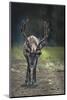 A Reindeer or Caribou Standing in Grass Wary-Sheila Haddad-Mounted Photographic Print