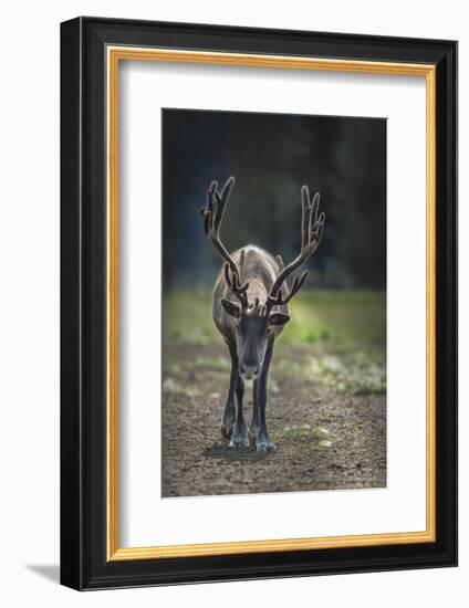 A Reindeer or Caribou Standing in Grass Wary-Sheila Haddad-Framed Photographic Print