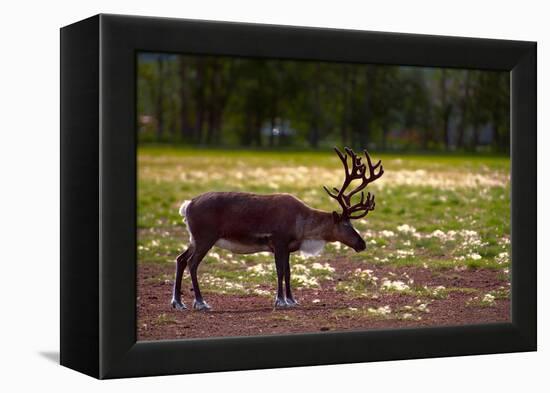 A Reindeer or Caribou Standing in Grass Wary-Sheila Haddad-Framed Premier Image Canvas