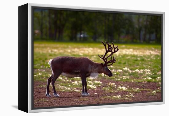 A Reindeer or Caribou Standing in Grass Wary-Sheila Haddad-Framed Premier Image Canvas