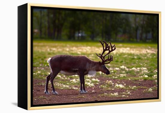 A Reindeer or Caribou Standing in Grass Wary-Sheila Haddad-Framed Premier Image Canvas