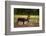 A Reindeer or Caribou Standing in Grass Wary-Sheila Haddad-Framed Photographic Print