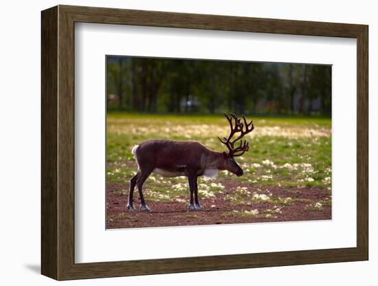 A Reindeer or Caribou Standing in Grass Wary-Sheila Haddad-Framed Photographic Print