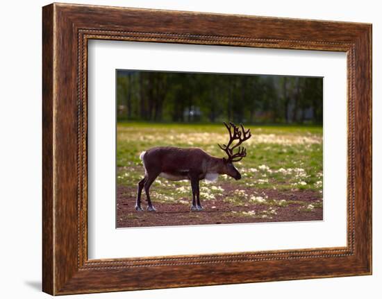 A Reindeer or Caribou Standing in Grass Wary-Sheila Haddad-Framed Photographic Print