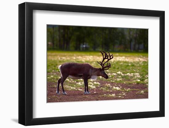 A Reindeer or Caribou Standing in Grass Wary-Sheila Haddad-Framed Photographic Print