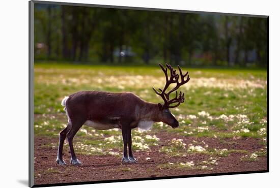 A Reindeer or Caribou Standing in Grass Wary-Sheila Haddad-Mounted Photographic Print