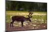 A Reindeer or Caribou Standing in Grass Wary-Sheila Haddad-Mounted Photographic Print