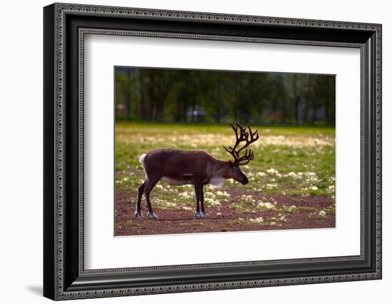 A Reindeer or Caribou Standing in Grass Wary-Sheila Haddad-Framed Photographic Print