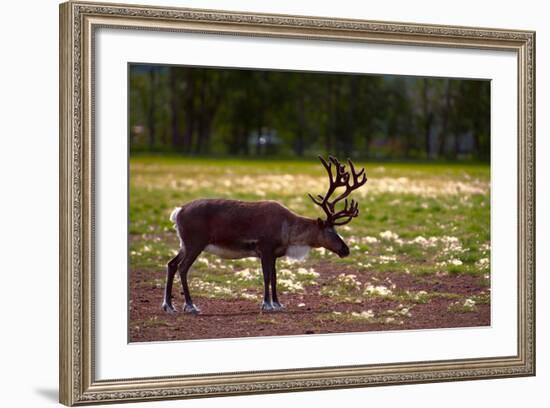 A Reindeer or Caribou Standing in Grass Wary-Sheila Haddad-Framed Photographic Print