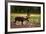 A Reindeer or Caribou Standing in Grass Wary-Sheila Haddad-Framed Photographic Print