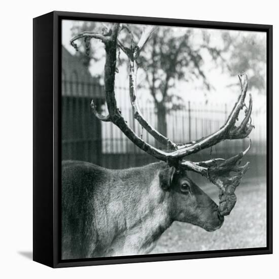 A Reindeer Stag Shedding Velvet from His Antlers, London Zoo, 1929 (B/W Photo)-Frederick William Bond-Framed Premier Image Canvas