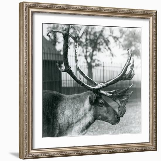 A Reindeer Stag Shedding Velvet from His Antlers, London Zoo, 1929 (B/W Photo)-Frederick William Bond-Framed Giclee Print