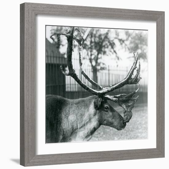 A Reindeer Stag Shedding Velvet from His Antlers, London Zoo, 1929 (B/W Photo)-Frederick William Bond-Framed Giclee Print