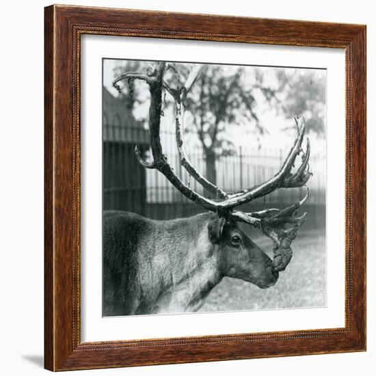 A Reindeer Stag Shedding Velvet from His Antlers, London Zoo, 1929 (B/W Photo)-Frederick William Bond-Framed Giclee Print