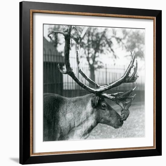 A Reindeer Stag Shedding Velvet from His Antlers, London Zoo, 1929 (B/W Photo)-Frederick William Bond-Framed Giclee Print