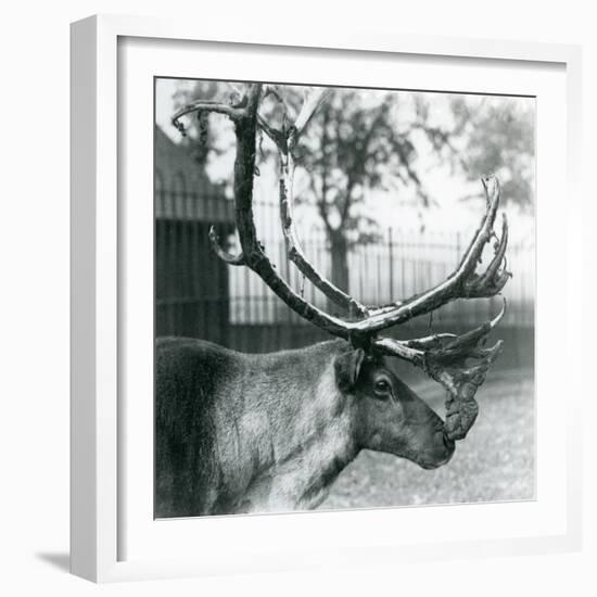 A Reindeer Stag Shedding Velvet from His Antlers, London Zoo, 1929 (B/W Photo)-Frederick William Bond-Framed Giclee Print