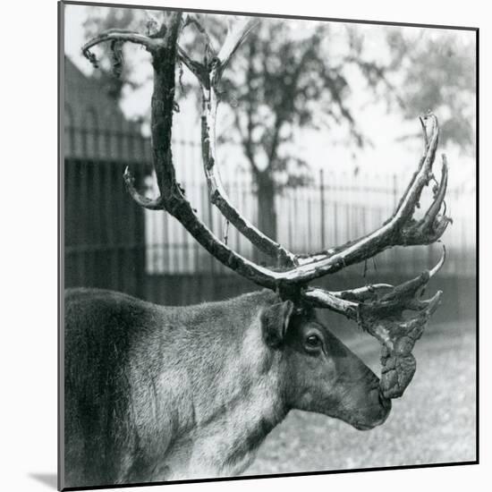 A Reindeer Stag Shedding Velvet from His Antlers, London Zoo, 1929 (B/W Photo)-Frederick William Bond-Mounted Giclee Print